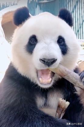 外国疫情下的大熊猫,英国大熊猫被送回中国