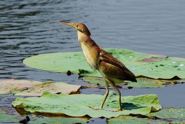 野钓鱼身上有没有寄生虫怎么看,钓上来的鱼会不会有寄生虫