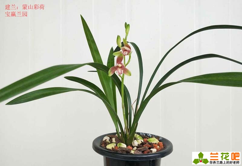 夏季养兰花的技巧与方法,夏季兰花放在空调房间如何养护