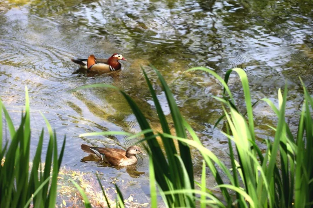 欣赏西湖的全景太美了,西湖美景实在美怎么也看不够