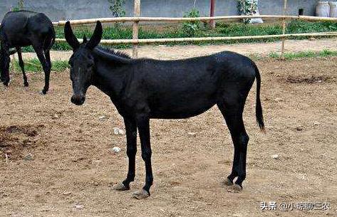 小琼聊三农：与您分享关于肉驴健康成长的相关技术，快来看看吧