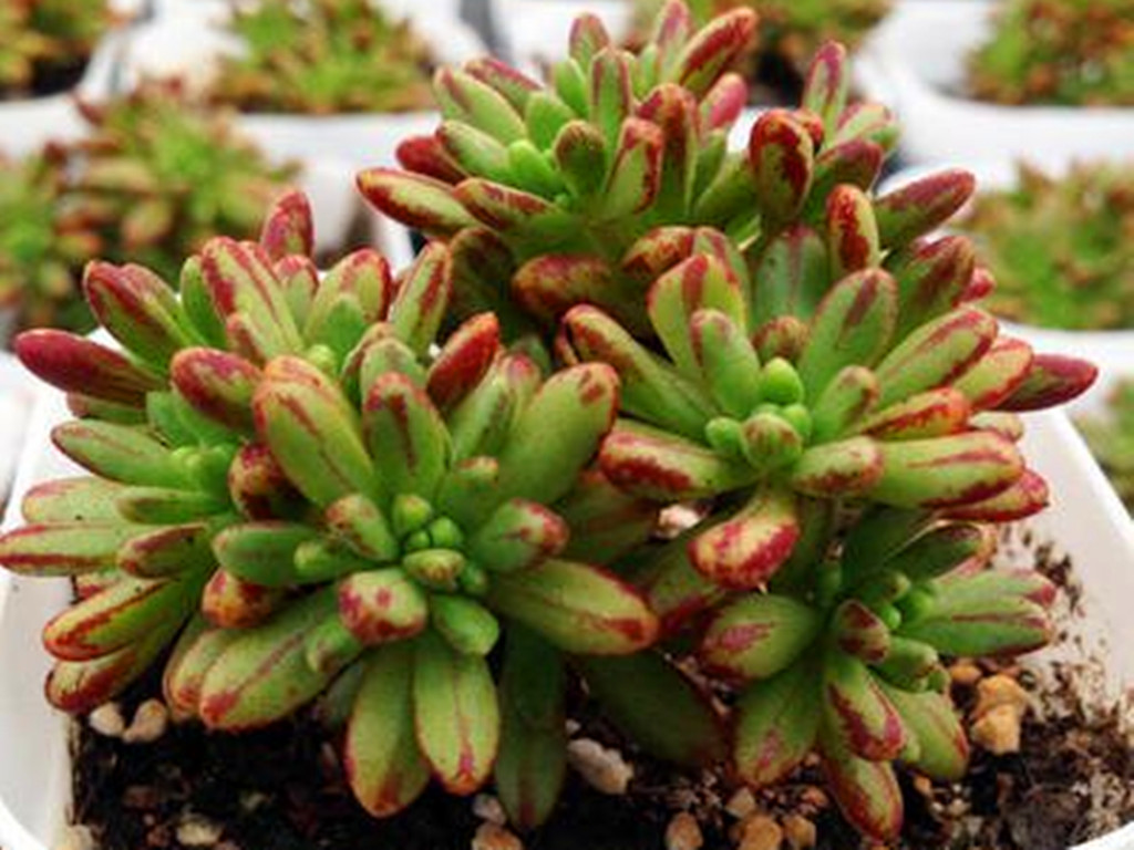 如果多肉里也有小人国，这种多肉会是其中一员，小巧可爱色彩迷人