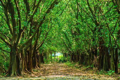 村上春树和伍佰,村上春树听过伍佰的歌吗