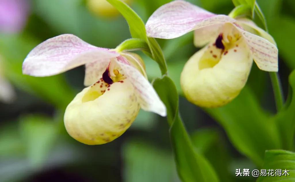 国家二级黄花杓兰,黄花杓兰与西藏杓兰