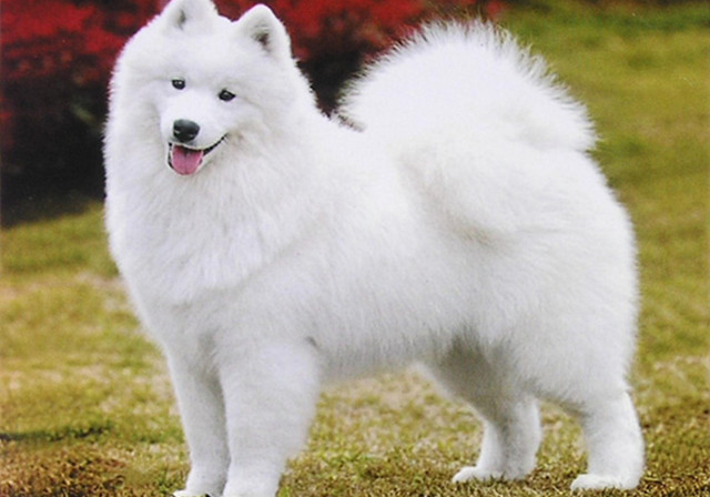 狗狗身上的臭味该如何预防，以及臭味疾病的治疗，主人应该多了解