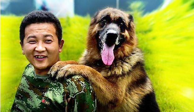 什么狗狗最好养也会保护主人,最忠诚和保护主人的狗