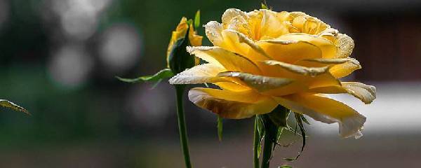 月季怎么种植教程,月季怎么种长得好