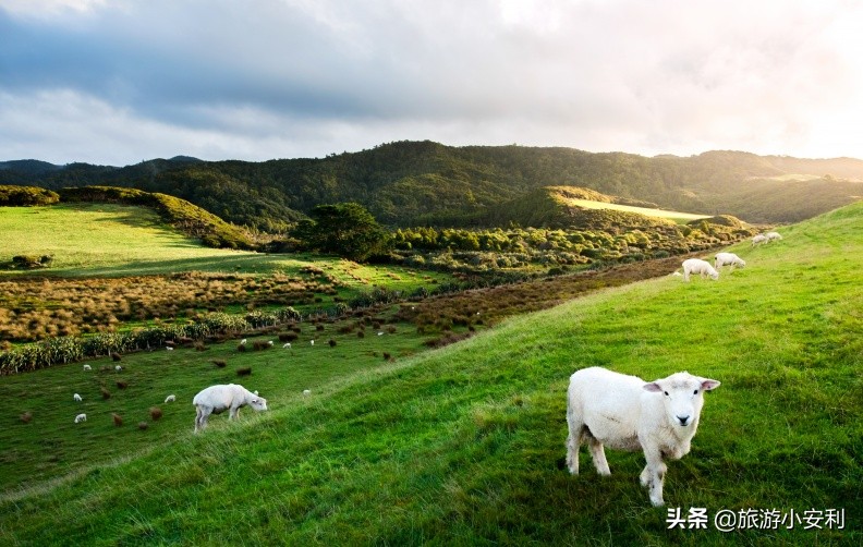 新西兰旅游购物必买物品,新西兰必买清单超全整理