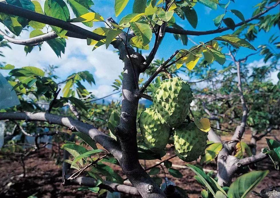 凤梨释迦怎么种植,凤梨释迦种植技术