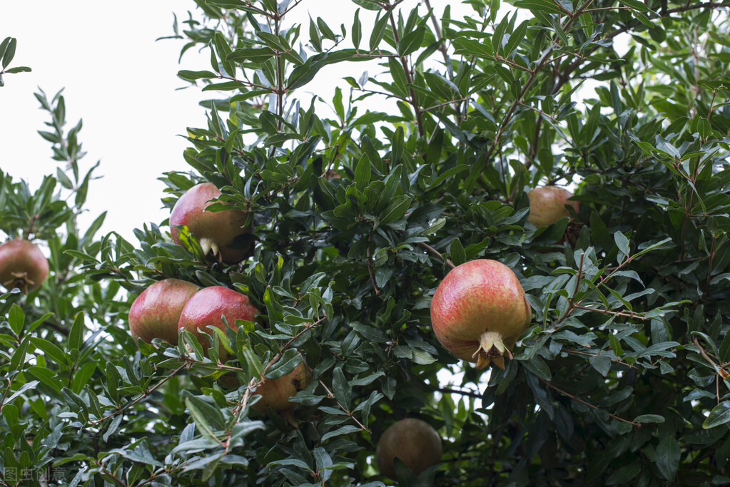 庭院种石榴风水好吗,庭院种石榴树的意义
