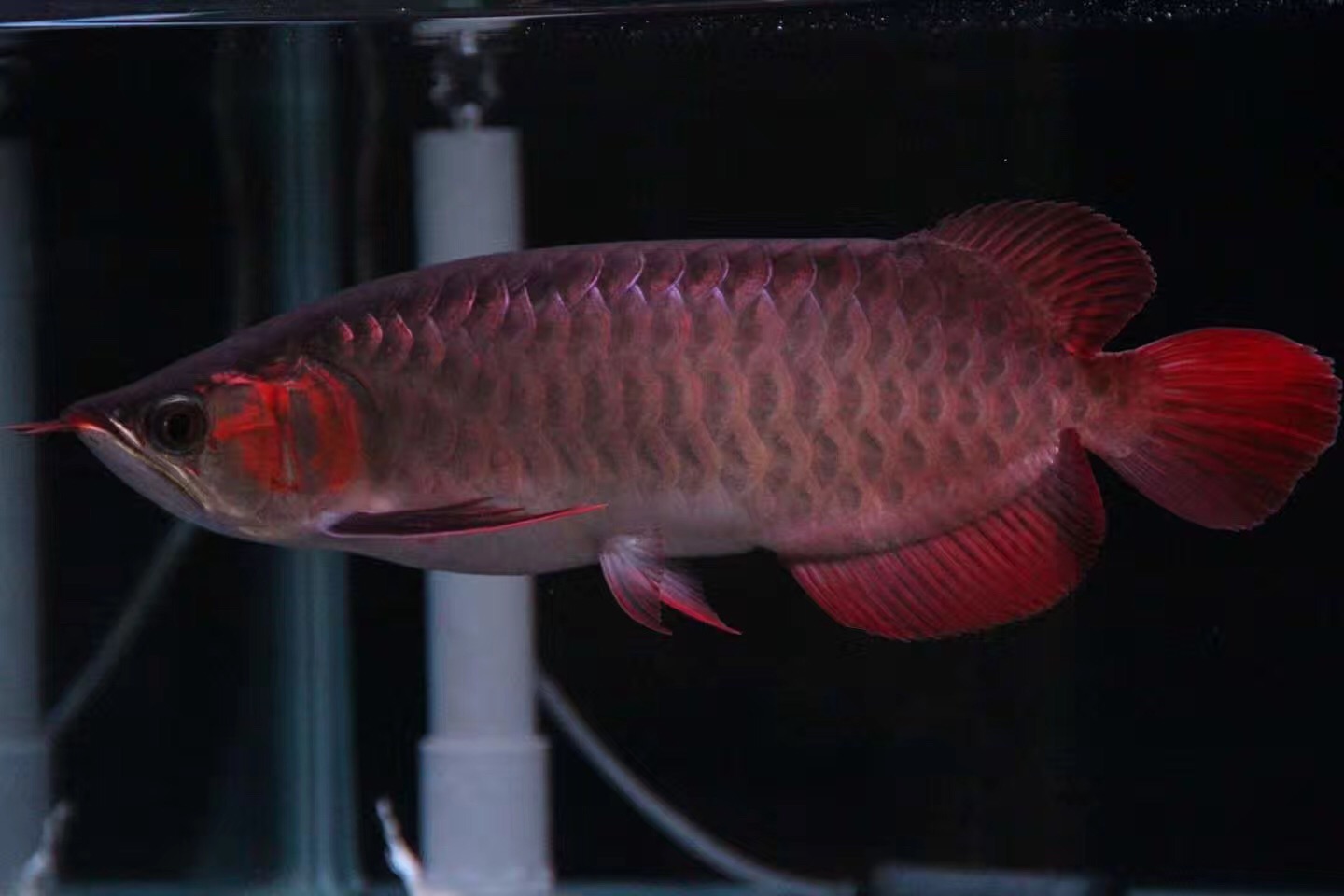 从科学层面谈硝化细菌，这篇看懂的都是大神！