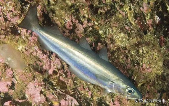 真鳕鱼科普,真鳕银鳕黑鳕鱼