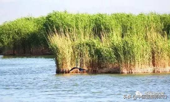 又一封辞职信火了，*疆新**人已传疯