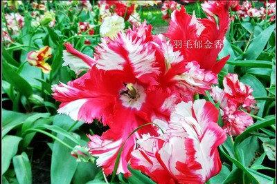 郁金香花之女王,素有花之女王之称的郁金香