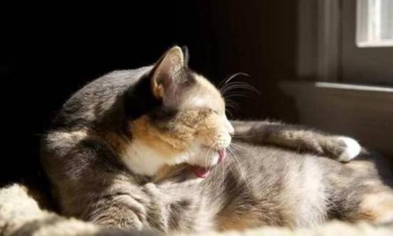 为什么一碰猫咪它就给自己舔毛,猫咪背部抽搐疯狂舔毛是怎么了