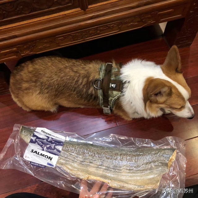 戴LV项圈、吃进口零食、住定制宾馆，网友：活得不如狗