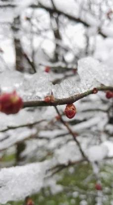 雪中一点红,雪中梅花一片红