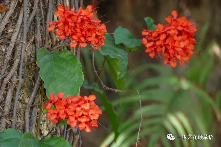 美丽赪桐(Clerodendrumspeciosissimum)