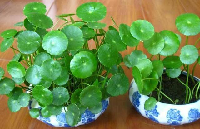 这3种花尽量不要碰水,一年四季不死的十种花水养