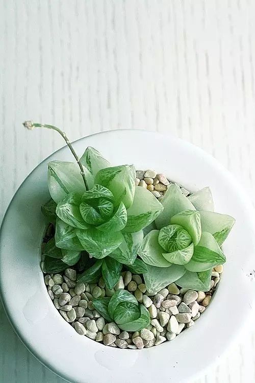 水晶的多肉植物有哪些品种,像水晶的多肉植物图片