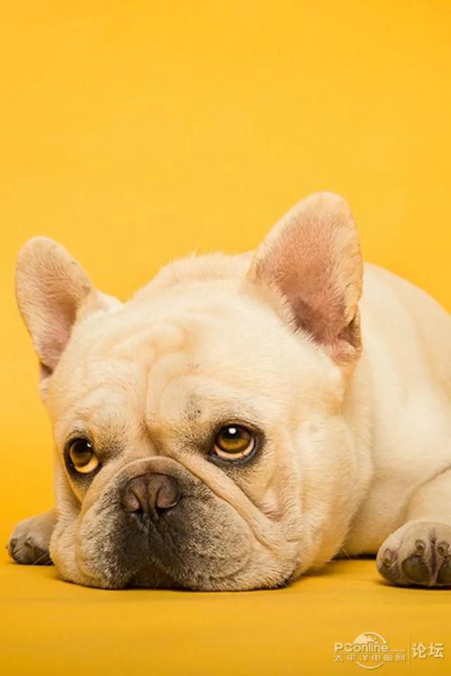 犬瘟热在家治疗,犬瘟治疗家庭用药