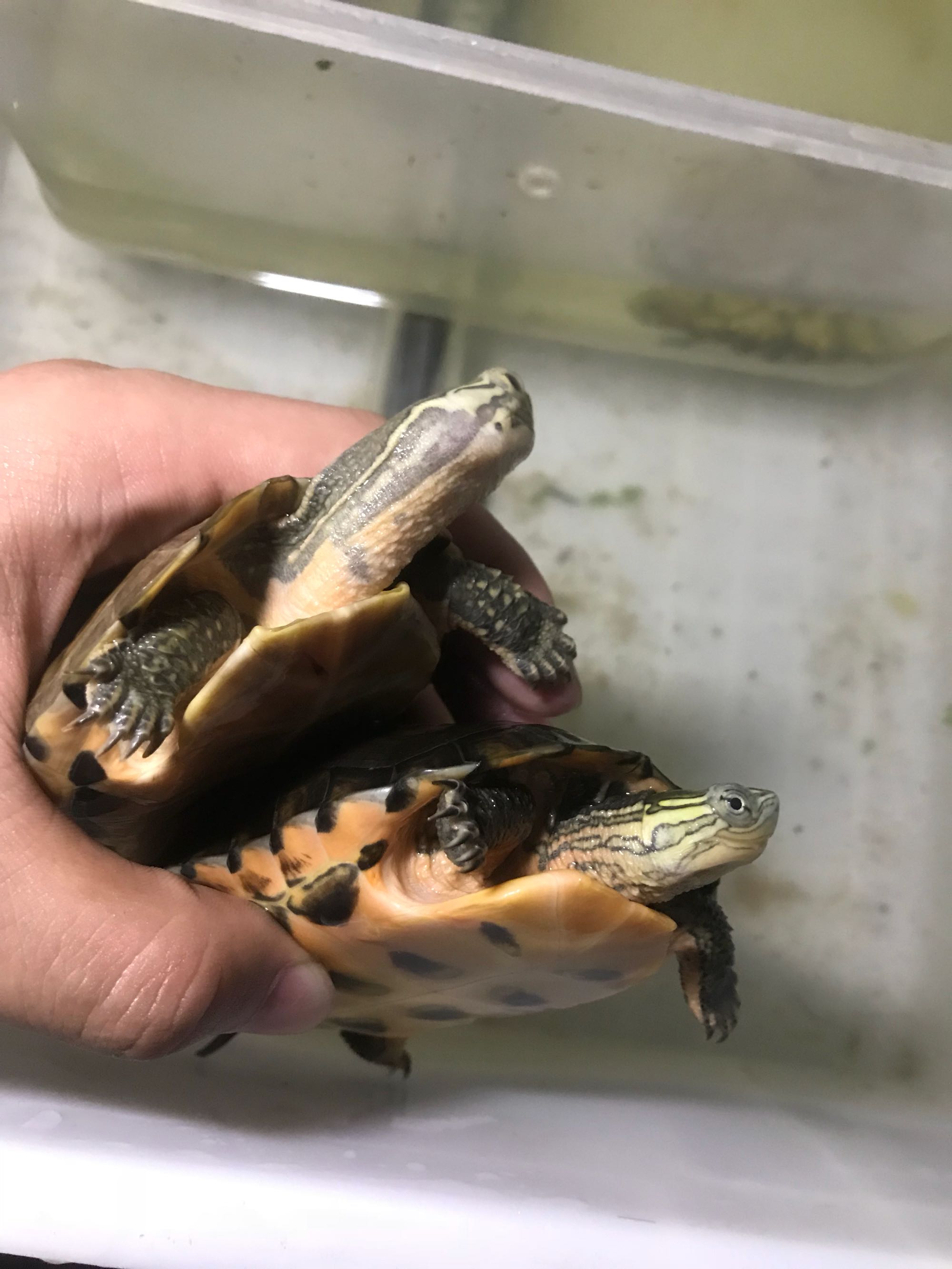 深水养龟溺水症状,乌龟溺水急救案例养龟必看