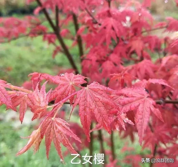 中式庭院藤类植物,枫树和紫藤