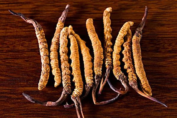 人工培育冬虫夏草价格,怎样区别人工种植的冬虫夏草