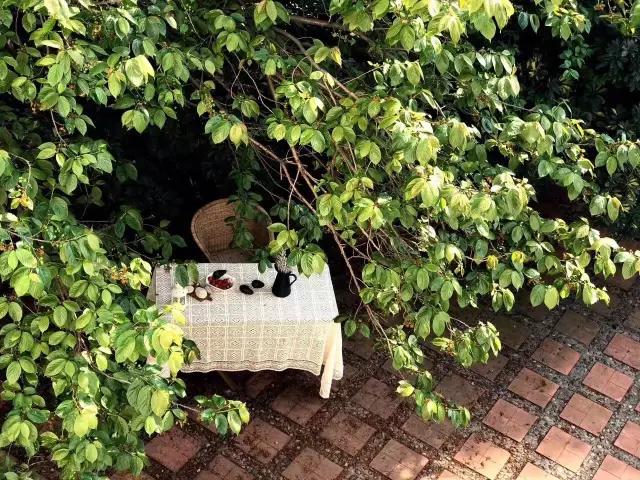 花20天打造的农村小院,花45天改造农村庭院