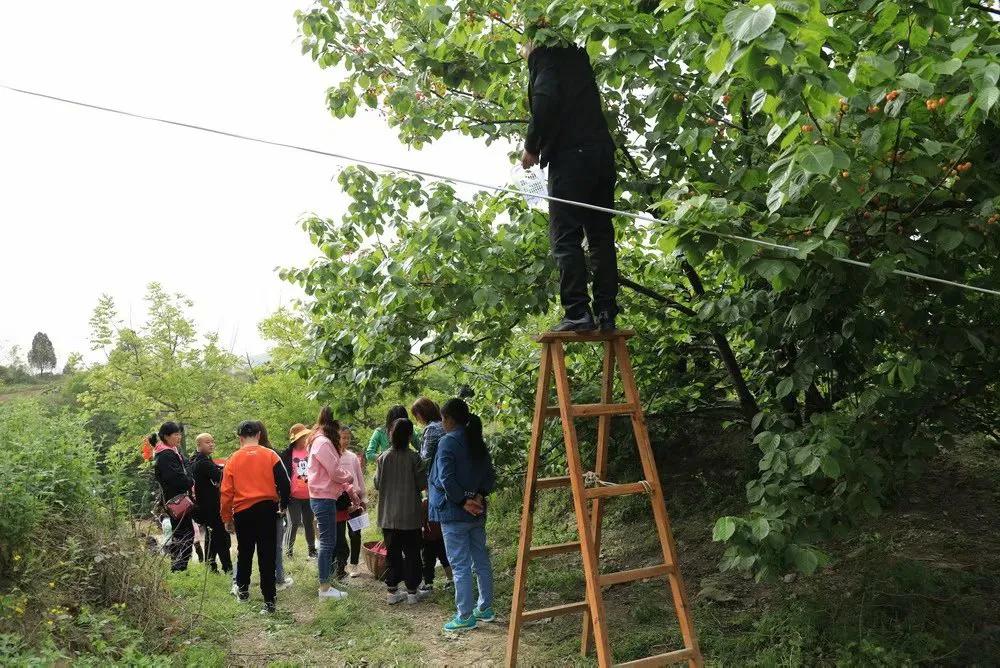 人间最美四月天，十里樱桃红满园