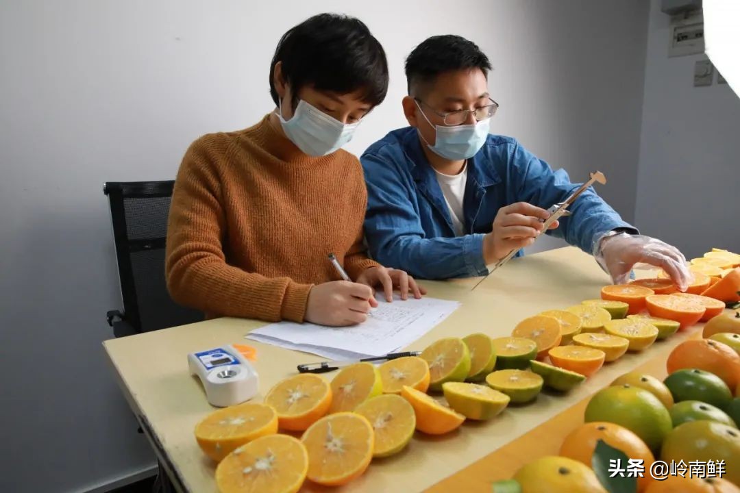 柑橘能吃出菠萝味？带你体验种植匠2020冬季柑橘橙测评