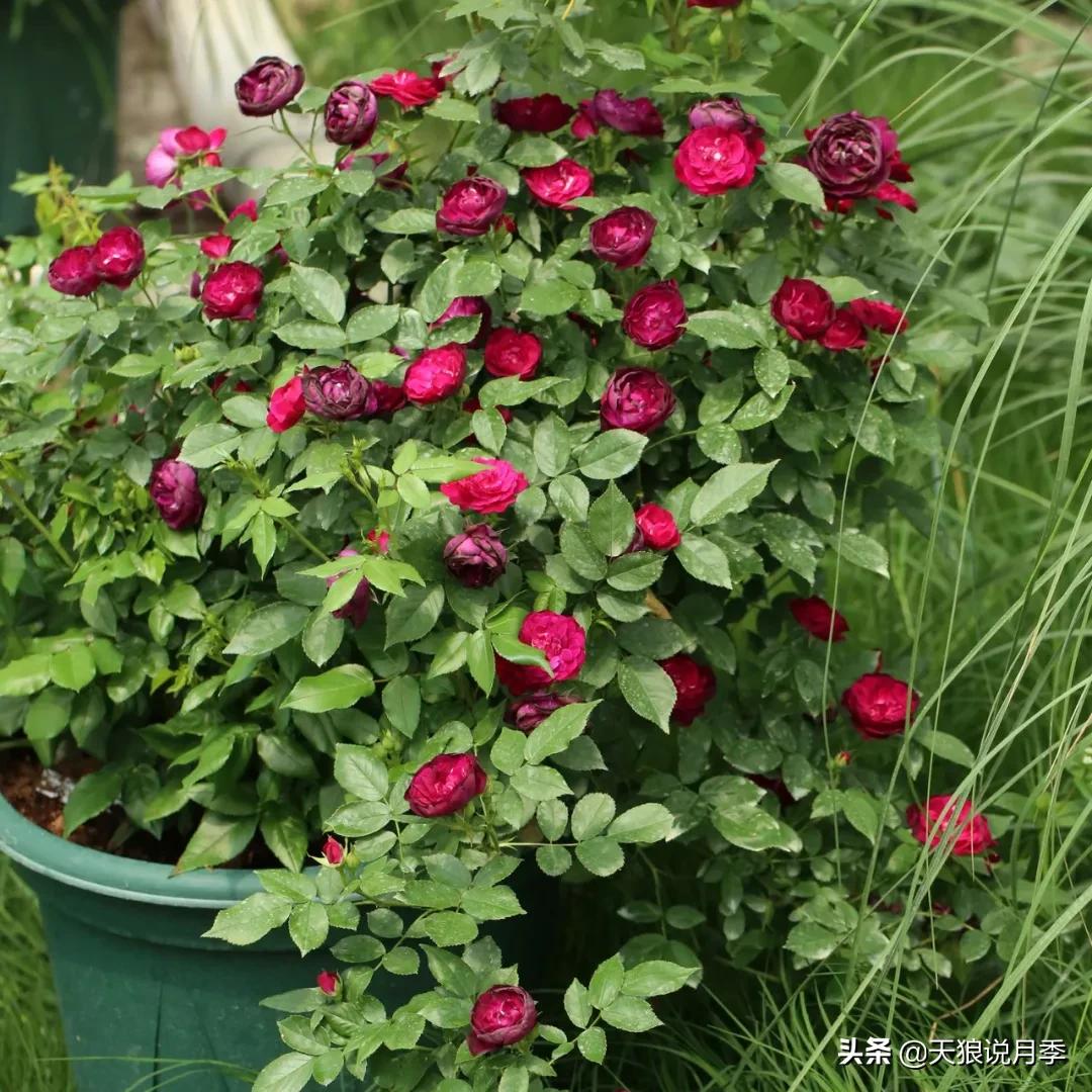 人家最美四月天，天狼自育终于打折了！15个品种供你宠信。