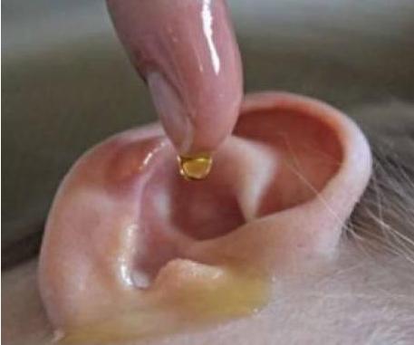 孙女耳朵里意外进飞蛾，奶奶教科书式救助，医生知道后都连连称赞