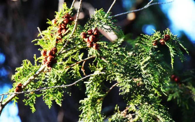 皂基还是氨基酸洗面奶好,资生堂uno洗面奶是皂基还是氨基酸