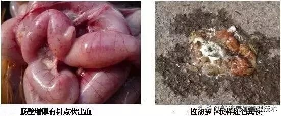 蛋鸡生病前粪便有什么症状,蛋鸡粪便呈褐色怎么回事