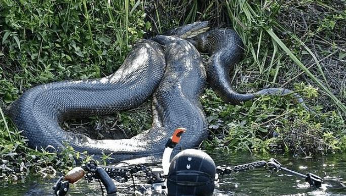 亚马逊河流中最恐怖的存在,亚马逊河流中的八大凶残生物