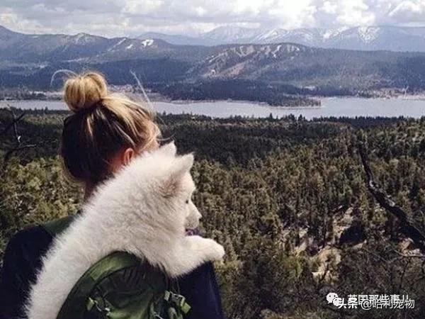 要狗看门？千万别选萨摩耶！这货除了笑不会干别的了