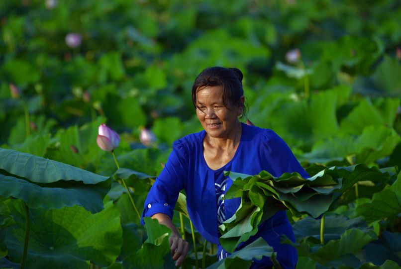 常德，那些惊艳夏日的荷花