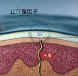 阿迪达斯宝藏分享,阿迪达斯你不知道的背后秘密