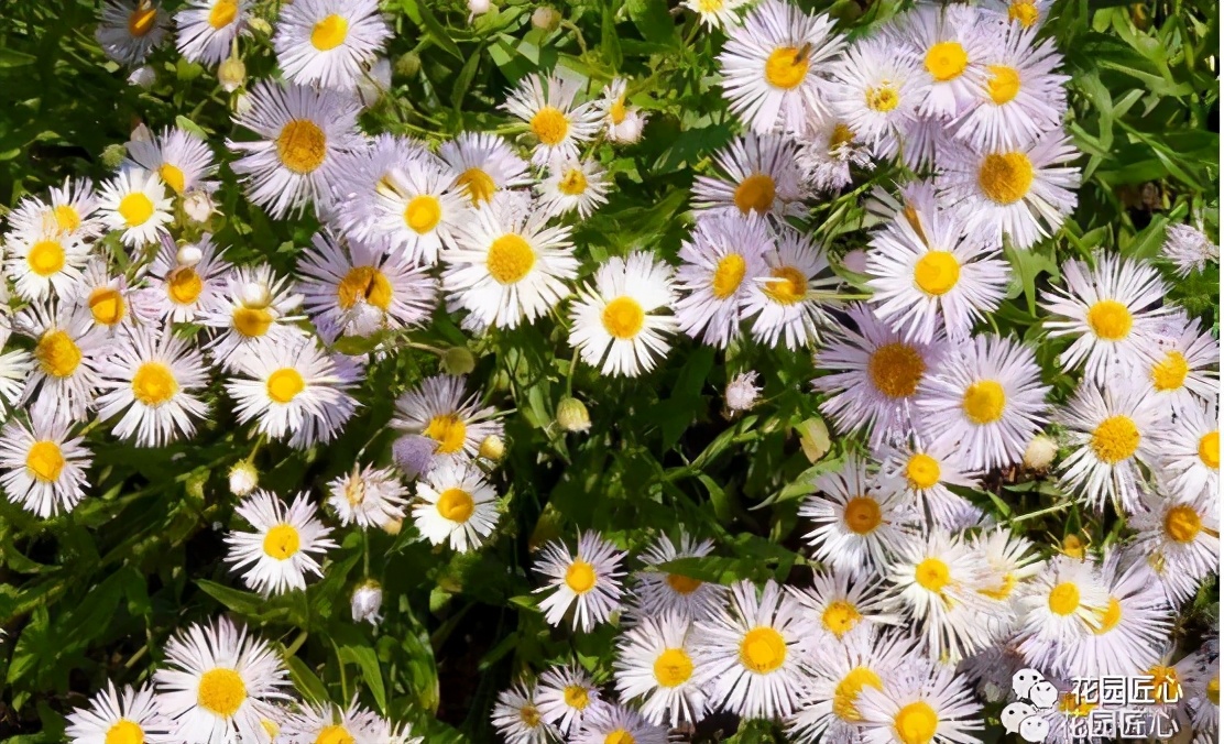 可以食用的花可制作的美食,100种可食用花的做法