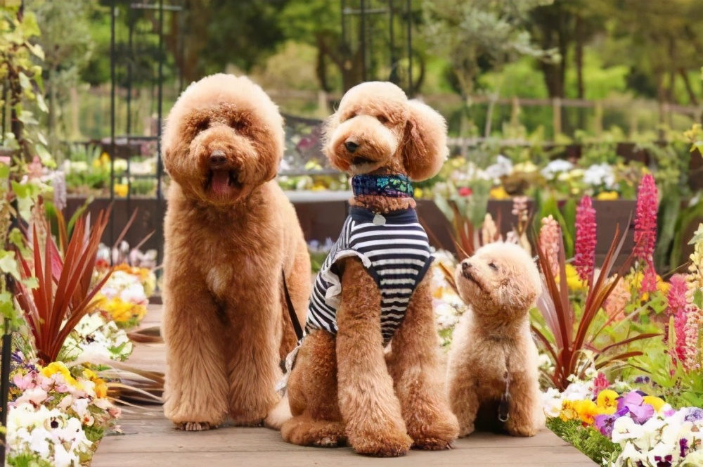 泰迪为什么成了人们最讨厌的狗,泰迪为什么总是狗仗人势