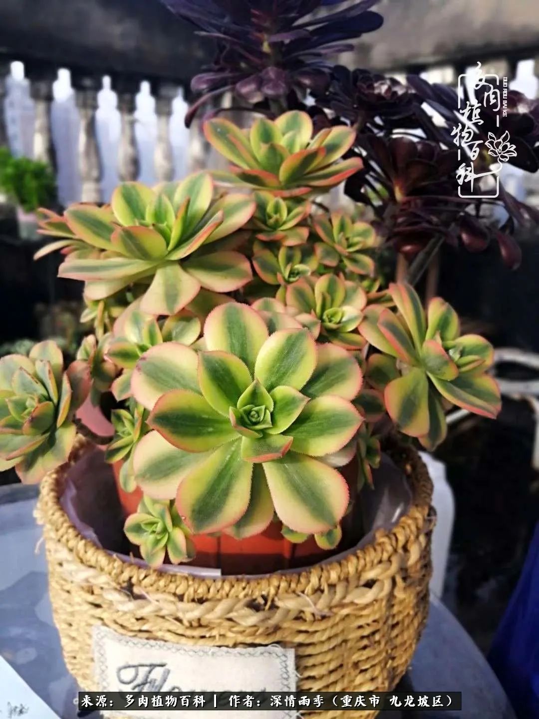 在重庆养多肉养的是一种信仰,重庆养多肉适合用什么土