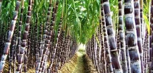 种植甘蔗遇到的问题,掌握种植技术也是一门学问
