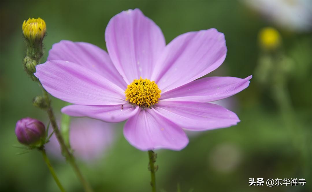 万行大和尚说如何放下小我,万行大和尚如何对待疾病