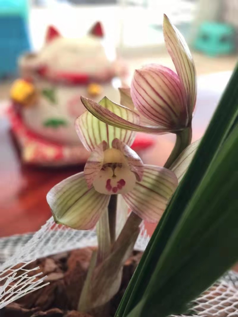 曾经的天价兰花你知道几种,哪些品种的兰花曾是天价