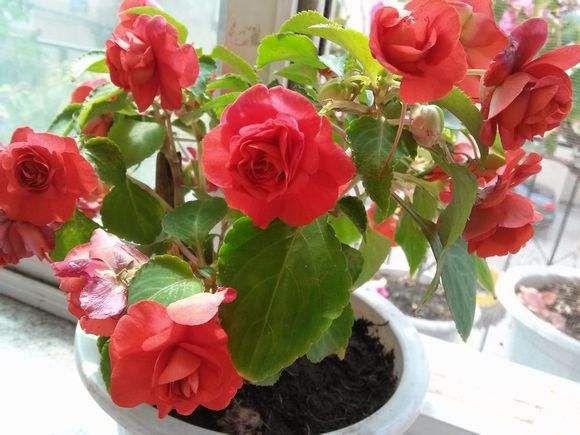 水梅花掉叶掉花怎么办,水梅花老是黄叶落花苞什么原因