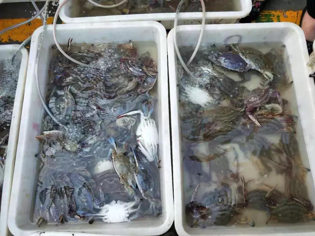 威海海鲜开海期,威海开海海鲜便宜还是贵