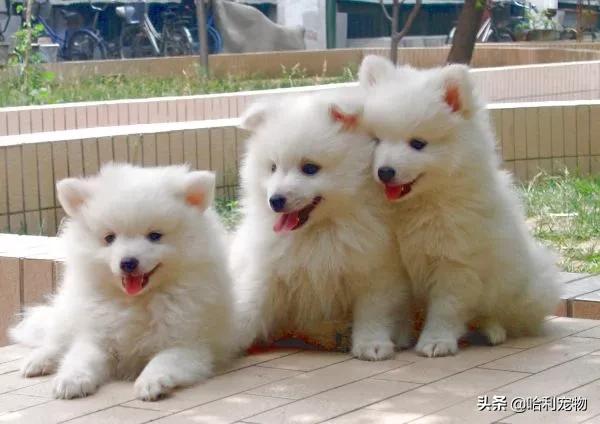 银狐犬爱掉毛吗,银狐犬讨人喜欢