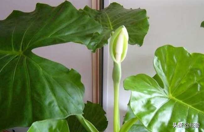 滴水观音正确浇水方法,滴水观音烂根怎样处理