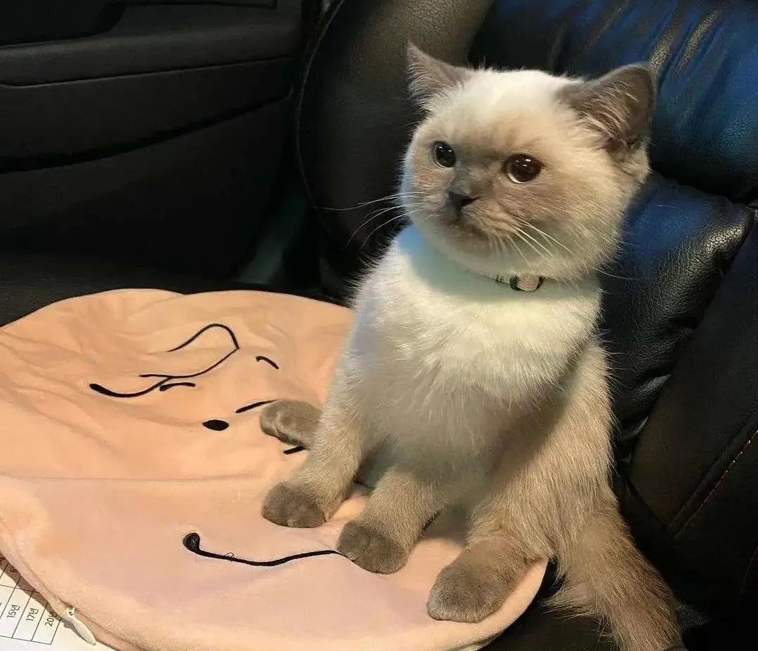 人类对猫的发展史,猫在人类发展历史的地位